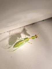 Zeugomantispa minuta