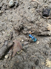 Pseudoxycheila tarsalis