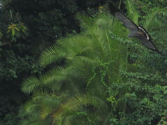 Polyboroides typus