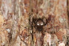 Euryopis funebris