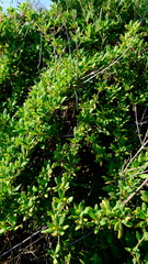 Tetragonia implexicoma