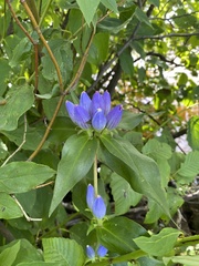 Gentiana andrewsii