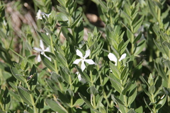 Vinca erecta