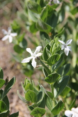 Vinca erecta