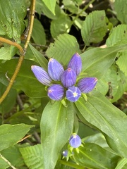 Gentiana andrewsii