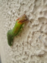 Brassolini