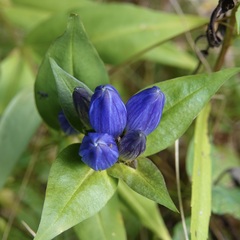 Gentiana clausa