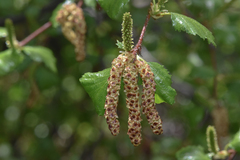 Betula occidentalis