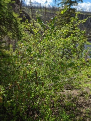 Betula occidentalis