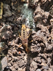 Platydracus maculosus