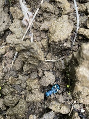 Pseudoxycheila tarsalis