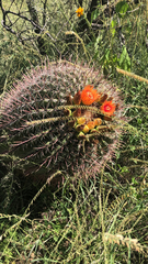Ferocactus wislizeni