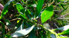 Myoporum insulare