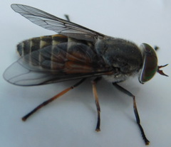 Hybomitra bimaculata