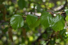 Betula occidentalis