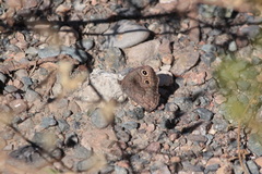 Cercyonis sthenele