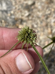 Cyperus lupulinus