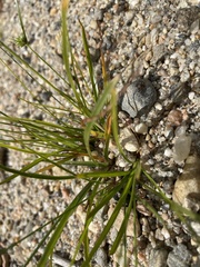 Cyperus lupulinus