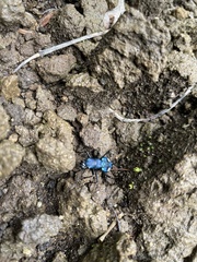 Pseudoxycheila tarsalis