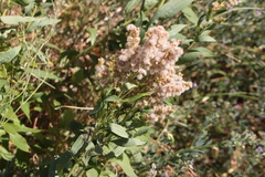 Solidago lepida