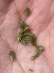 Cyperus lupulinus
