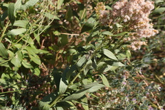 Solidago lepida