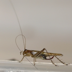 Anaxipha exigua