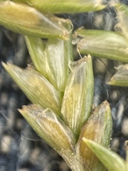 Cyperus lupulinus