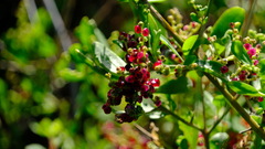 Chenopodium baccatum
