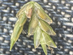 Cyperus lupulinus