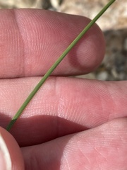 Cyperus lupulinus