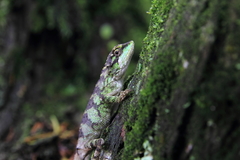 Diploderma polygonatum xanthostomum