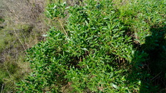 Myoporum insulare