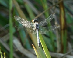 Erythrodiplax minuscula