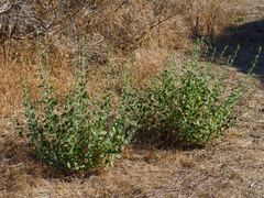 Brickellia californica