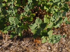 Brickellia californica