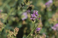 Medicago sativa