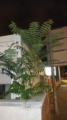 Ailanthus altissima