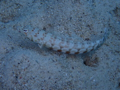 Parapercis millepunctata