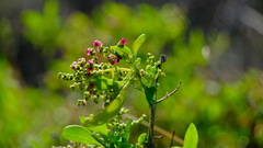 Chenopodium baccatum