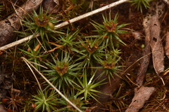 Polytrichum juniperinum