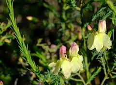 Lechenaultia linarioides