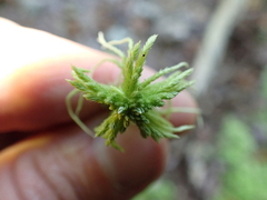 Sphagnum girgensohnii