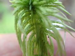Sphagnum girgensohnii