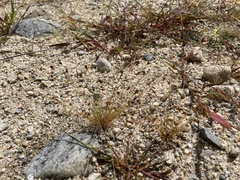 Bulbostylis capillaris