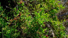 Chenopodium baccatum