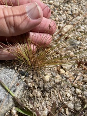 Bulbostylis capillaris