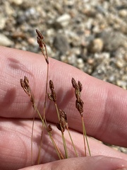 Bulbostylis capillaris