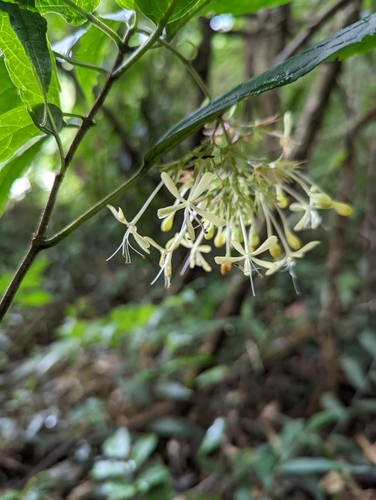 Clerodendrum garrettianum, 2022-09-03