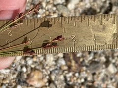 Bulbostylis capillaris